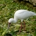 African Spoonbill